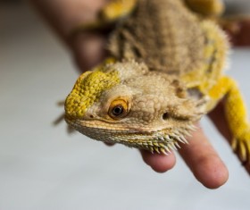Golden lizard Stock Photo