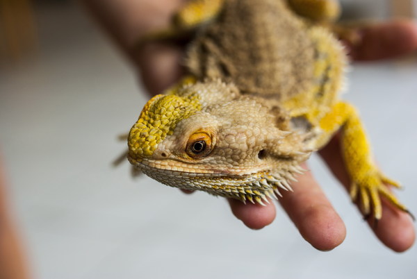 Golden lizard Stock Photo
