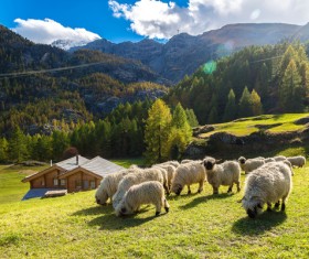 Grazing sheep Stock Photo