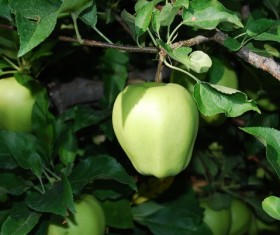 Green apple Stock Photo