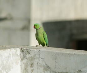 Green parrot Stock Photo