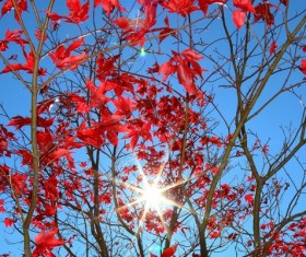 Late autumn red maple leaves Stock Photo