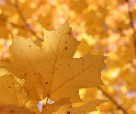 Late autumn yellow maple leaves Stock Photo