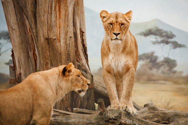 Lions standing Stock Photo