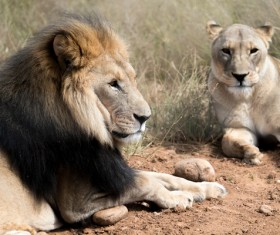 Lying on the ground to rest the lion and lioness Stock Photo