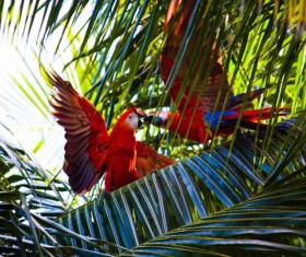 Macaw on tree branch Stock Photo