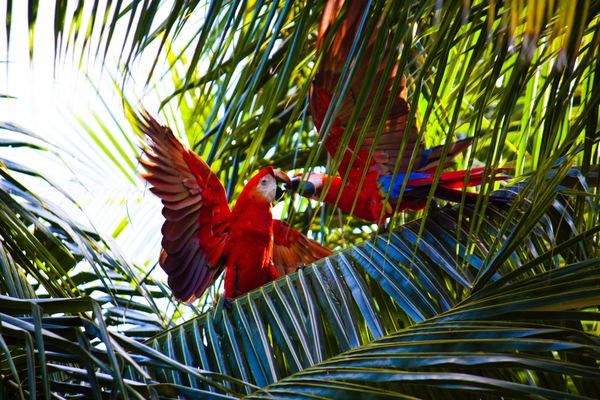 Macaw on tree branch Stock Photo