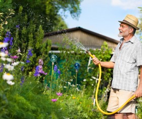 Man watering plant gardening Stock Photo 05