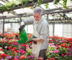 Man watering plant gardening Stock Photo 07