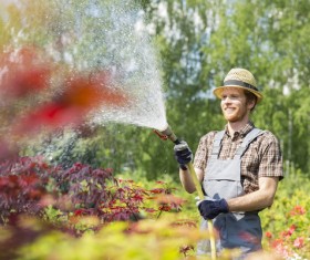 Man watering plant gardening Stock Photo 08