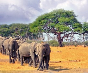 Migrate the elephant family Stock Photo