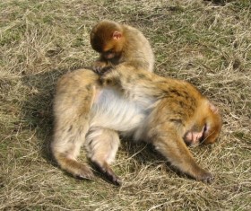 Monkey pets care Stock Photo