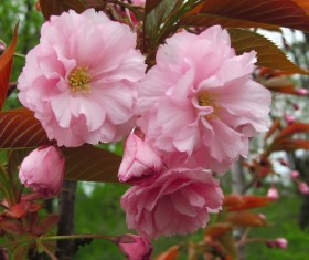 Pink Japanese cherry Stock Photo