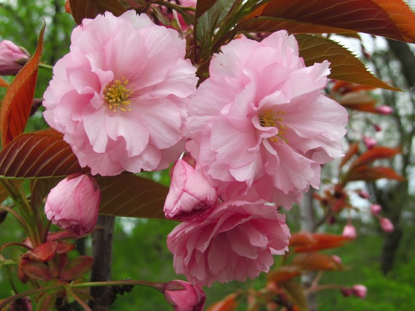 Pink Japanese cherry Stock Photo