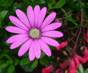 Pink daisy flower after the rain Stock Photo
