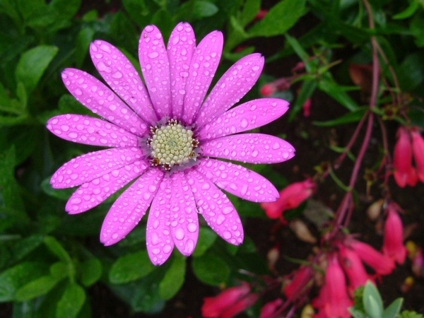 Pink daisy flower after the rain Stock Photo