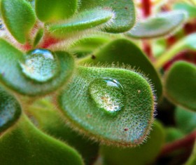 Plant dew Stock Photo