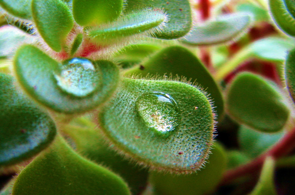 Plant dew Stock Photo