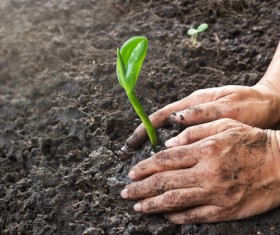Planted plants Stock Photo