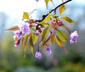 Pretty cherry blossom branches Stock Photo