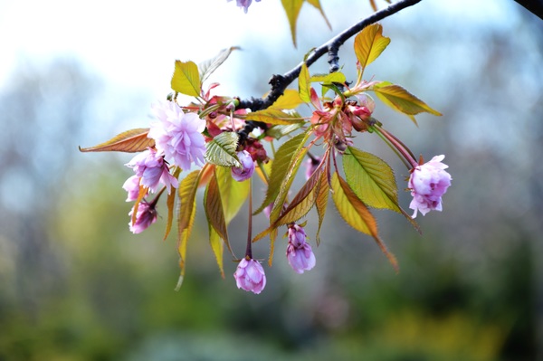 Pretty cherry blossom branches Stock Photo