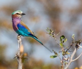 Pretty colored bird Stock Photo