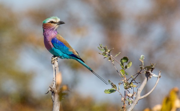 Pretty colored bird Stock Photo