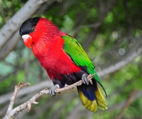 Pretty red parrot Stock Photo