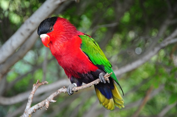 Pretty red parrot Stock Photo