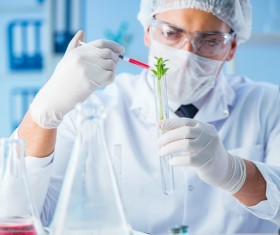 Scientists cultivate plants in the laboratory Stock Photo 01