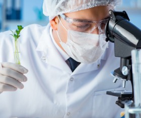 Scientists cultivate plants in the laboratory Stock Photo 02
