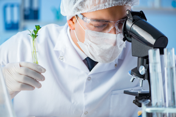 Scientists cultivate plants in the laboratory Stock Photo 02