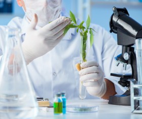 Scientists cultivate plants in the laboratory Stock Photo 03