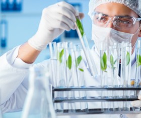 Scientists cultivate plants in the laboratory Stock Photo 04