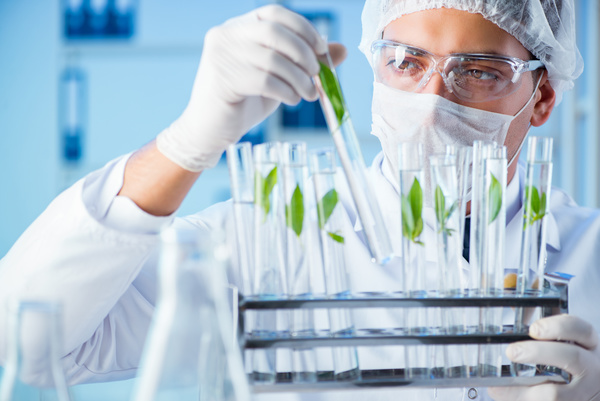 Scientists cultivate plants in the laboratory Stock Photo 04