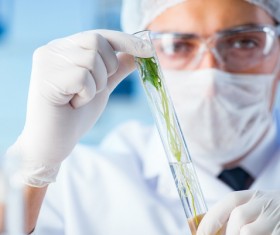 Scientists cultivate plants in the laboratory Stock Photo 05