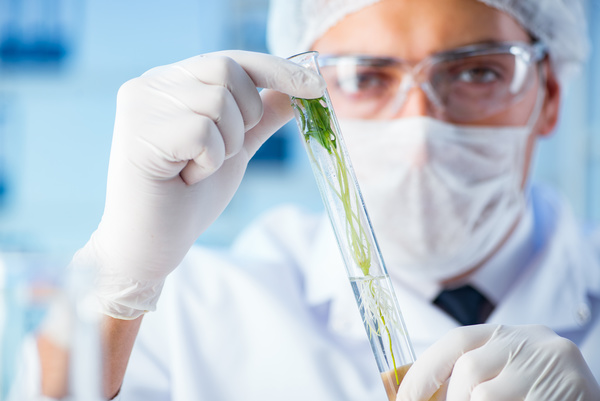 Scientists cultivate plants in the laboratory Stock Photo 05