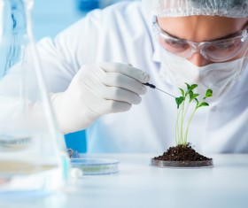 Scientists cultivate plants in the laboratory Stock Photo 06