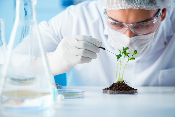 Scientists cultivate plants in the laboratory Stock Photo 06