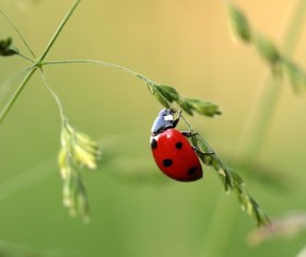 Seven Star Ladybug Macro Photography Stock Photo