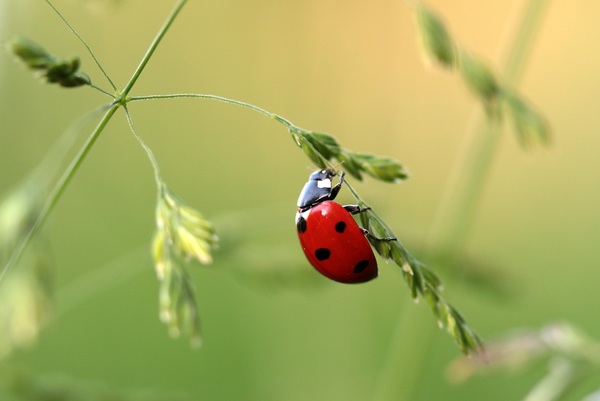 Seven Star Ladybug Macro Photography Stock Photo
