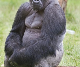 Sitting and resting chimpanzees Stock Photo
