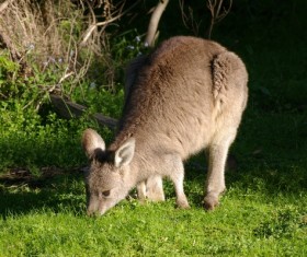 Small kangaroo baby Stock Photo
