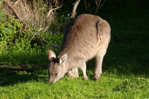 Small kangaroo baby Stock Photo