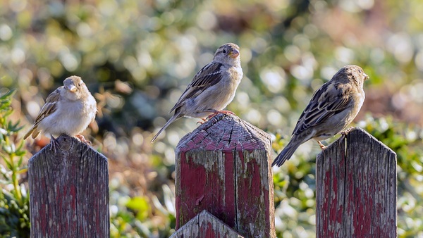Sparrow on the fence Stock Photo
