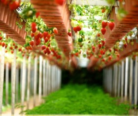 Strawberry Sightseeing Garden Stock Photo