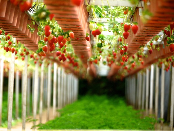 Strawberry Sightseeing Garden Stock Photo