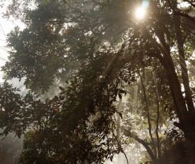 Sun ray in misty forest Stock Photo