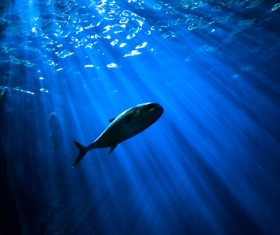 Sun rays and fish in blue dark sea Stock Photo
