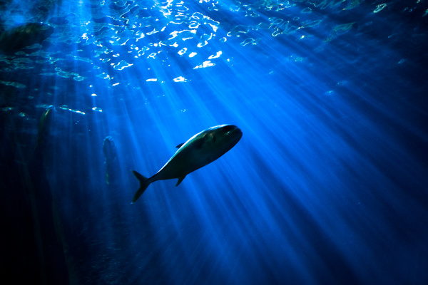 Sun rays and fish in blue dark sea Stock Photo